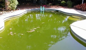 Что делать если вода в бассейне цветет, зелёная вода